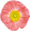 ピンクのポピー